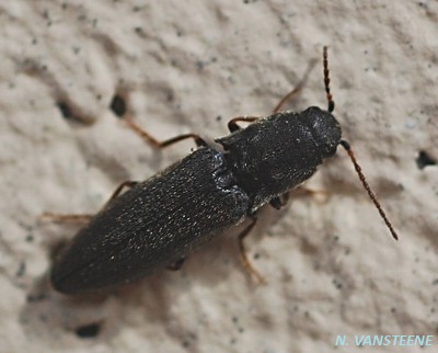 Agriotes gallicus